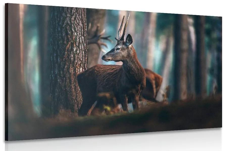 Obraz jeleň v borovicovom lese Varianta: 60x40