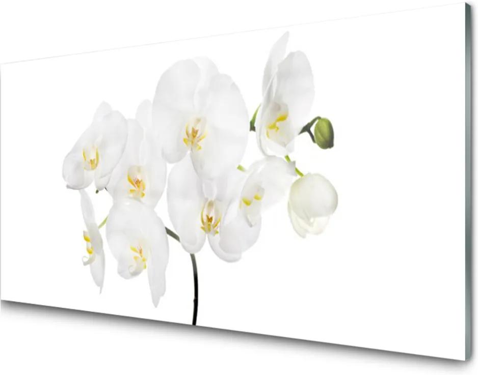 Sklenený obklad Do kuchyne Biela Orchidea Kvety