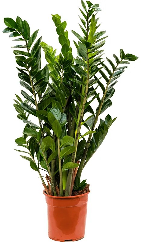 Zamioculcas zamiifolia 24x100 cm