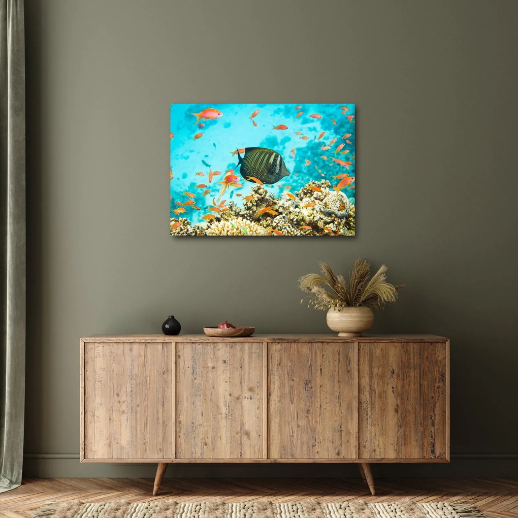 Obraz podmorského sveta (70x50 cm)