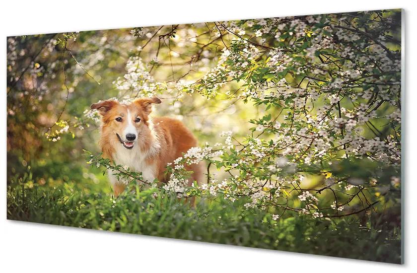 Nástenný panel  Psie lesné kvety 100x50 cm