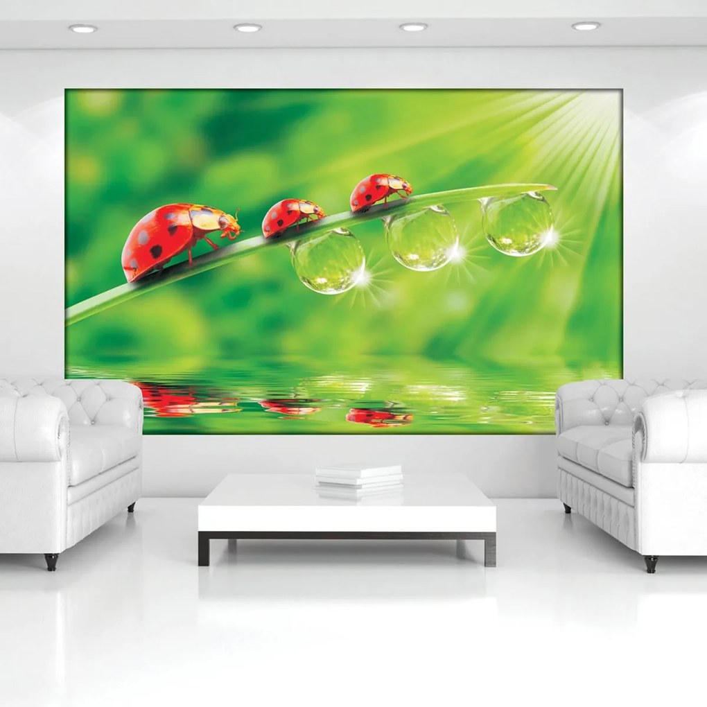 Fototapeta - Kvety (152,5x104 cm)