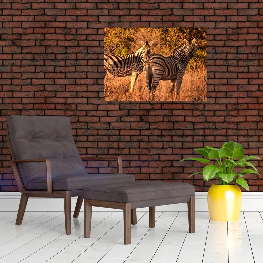 Sklenený obraz zebier (70x50 cm)