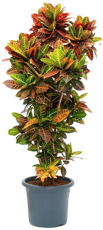 Croton (Codiaeum) variegatum Petra 38x180 cm