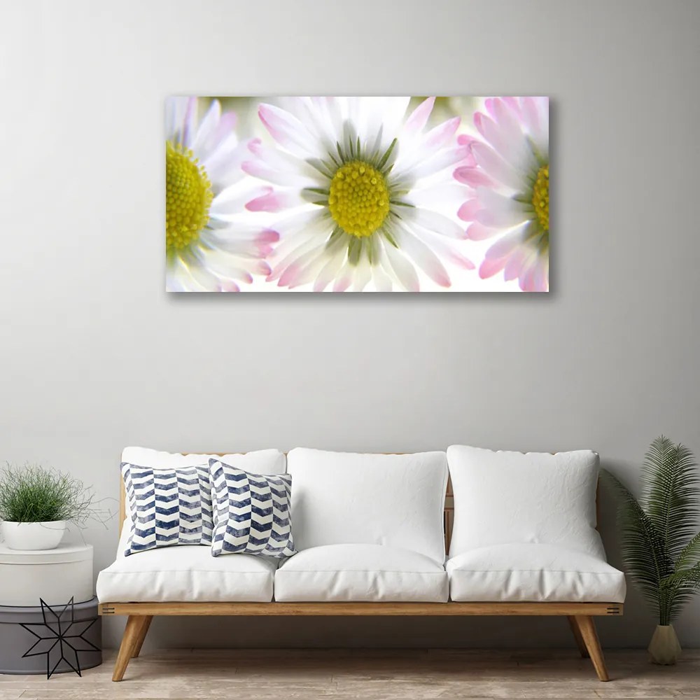 Obraz na plátne Sedmokráska rastlina príroda 120x60 cm