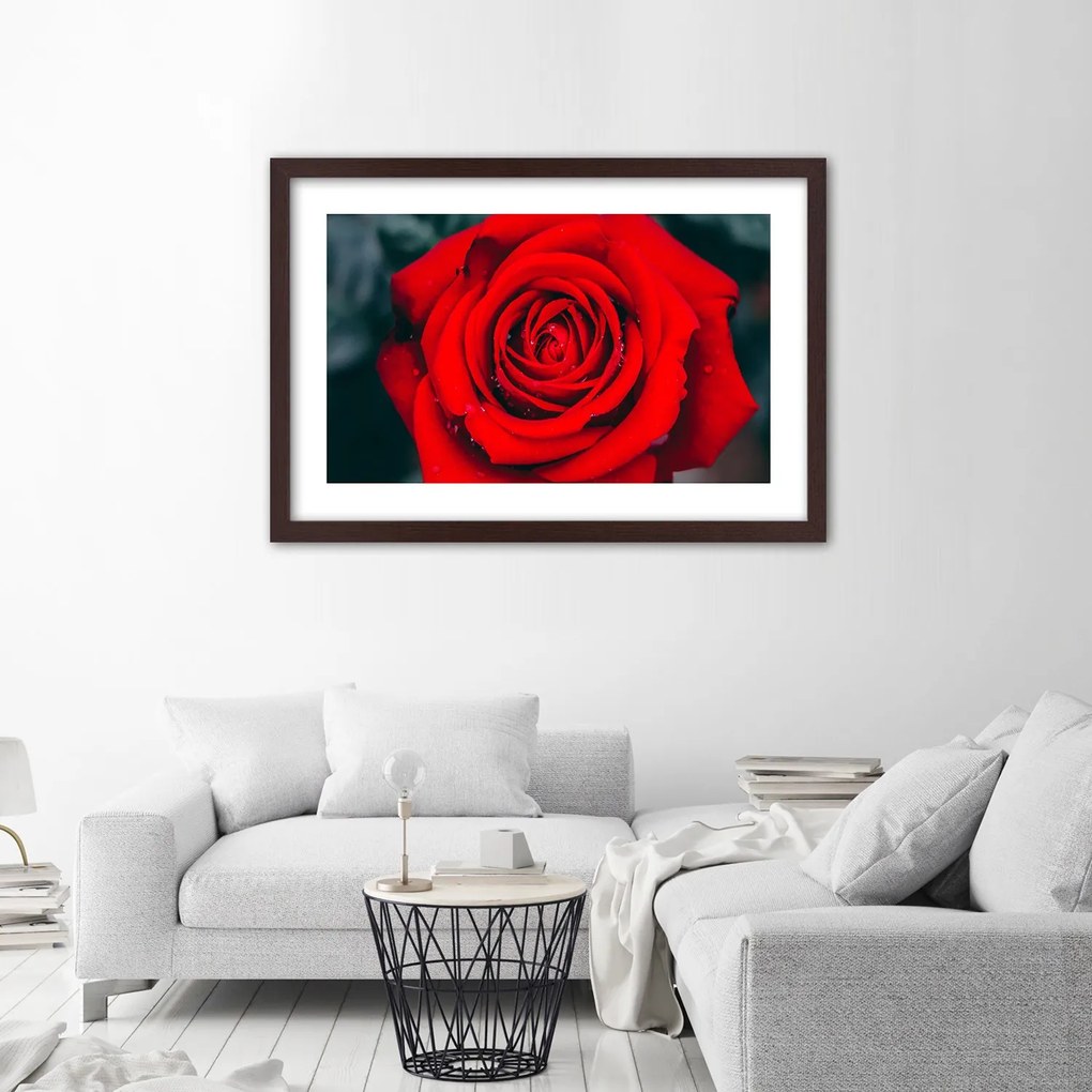 Gario Plagát Kvitnúca ruža Farba rámu: Bez rámu, Rozmery: 60 x 40 cm