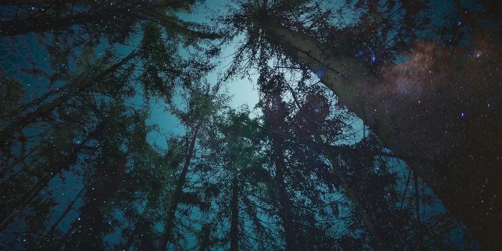 Obraz les pod nočnou oblohou - 100x50