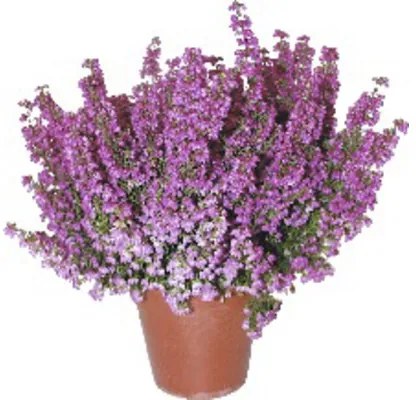 Vresovec kapský FloraSelf Erica gracilis kvetináč Ø 11 cm 1 ks, rôzne farby