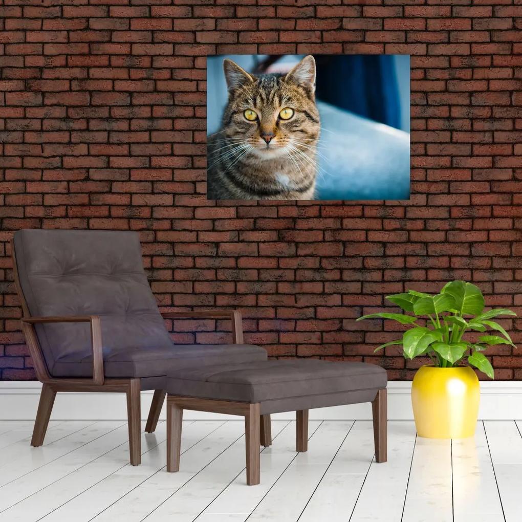 Sklenený obraz - Mačka domáca (70x50 cm)