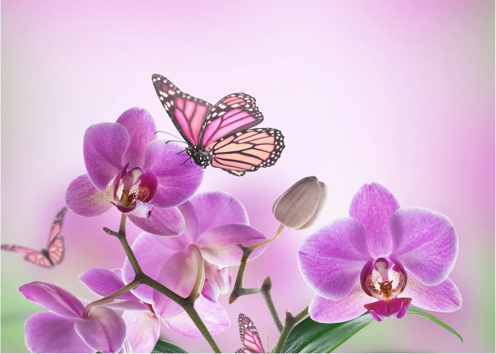 Obraz - Motýľ na kvetoch orchidey, lila (70x50 cm)