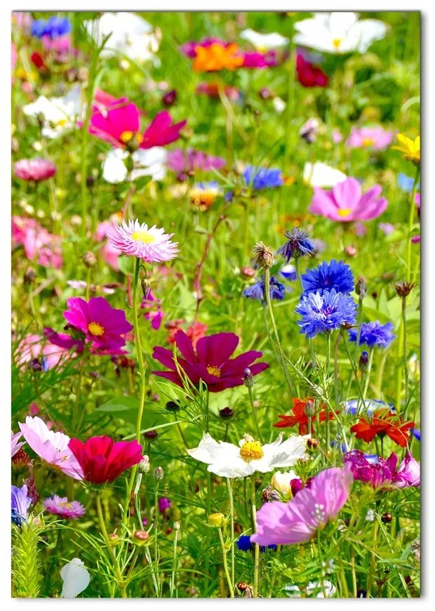 Moderný akrylový fotoobraz Poľné kvety pl-oa-70x100-f-169402975