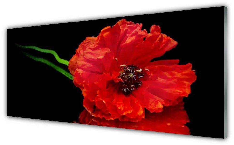 Obraz plexi Kvet mak rastlina príroda 125x50 cm