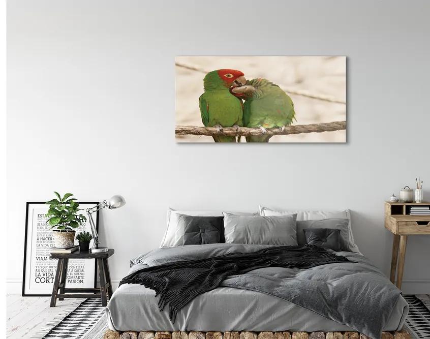 Obraz na akrylátovom skle Zelené papagáje 125x50 cm