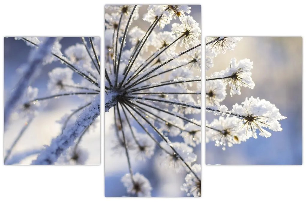 Obraz - Zamrznutý kvet (90x60 cm)