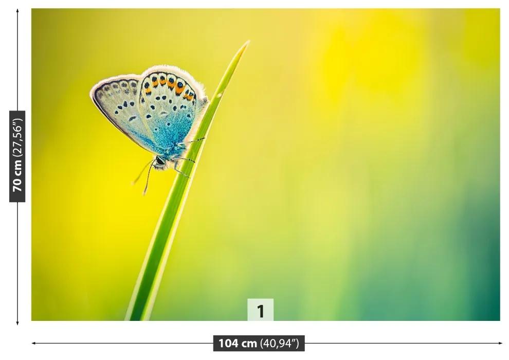 Fototapeta Vliesová Motýľ 152x104 cm
