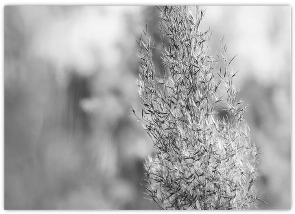 Obraz - Boho pampas grass (70x50 cm)