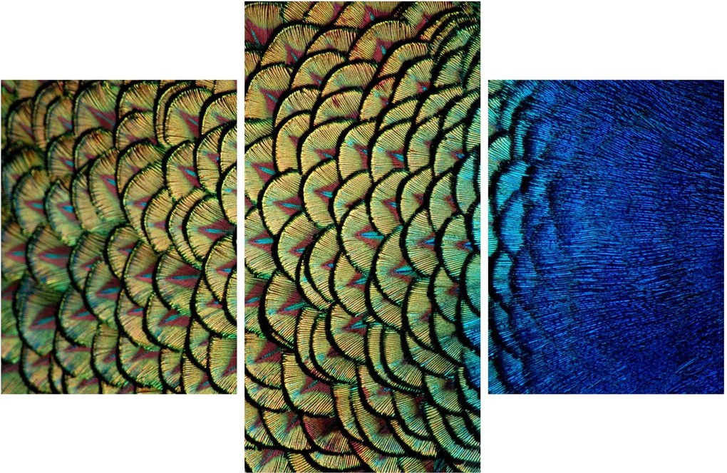 Obraz - Pávie perie (90x60 cm)