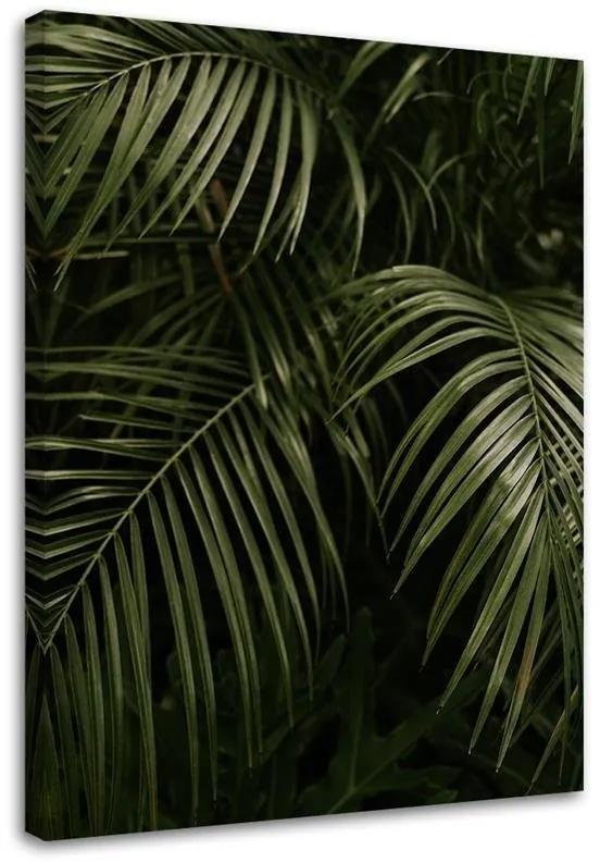 Obraz na plátně Monstera Palm Leaves Botanika - 40x60 cm