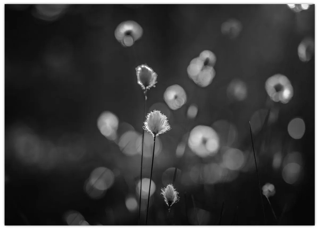 Sklenený obraz - Cottongrass na lúke (70x50 cm)
