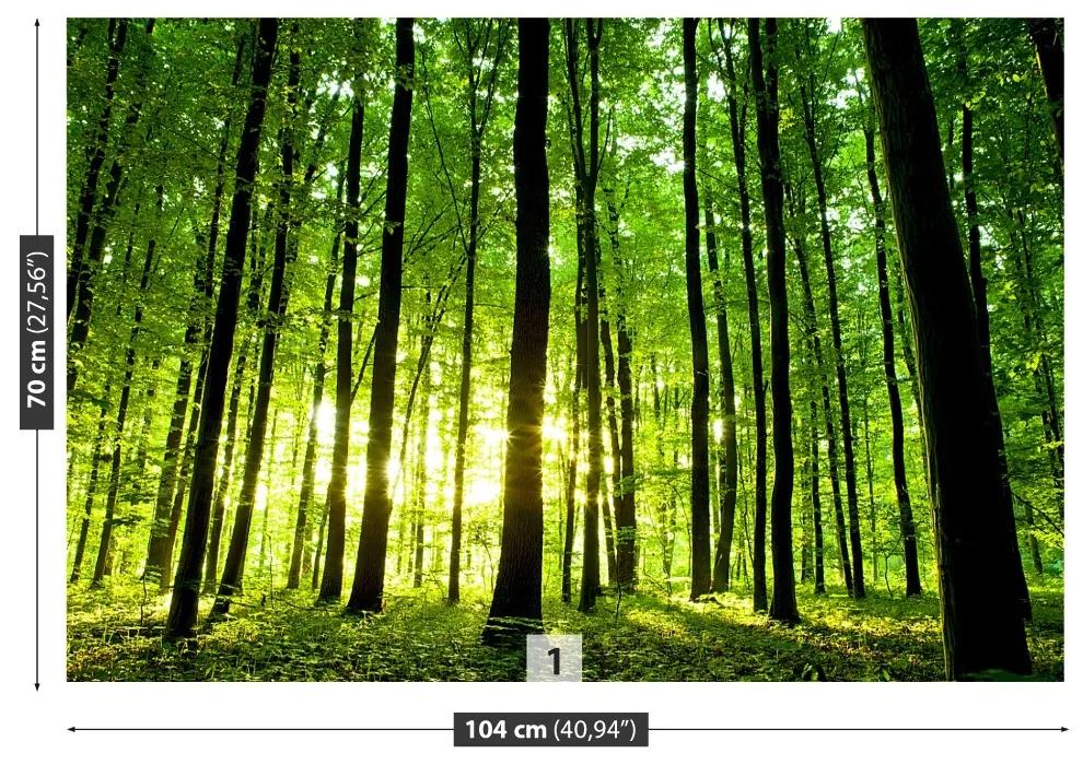 Fototapeta Vliesová Zelený les 104x70 cm