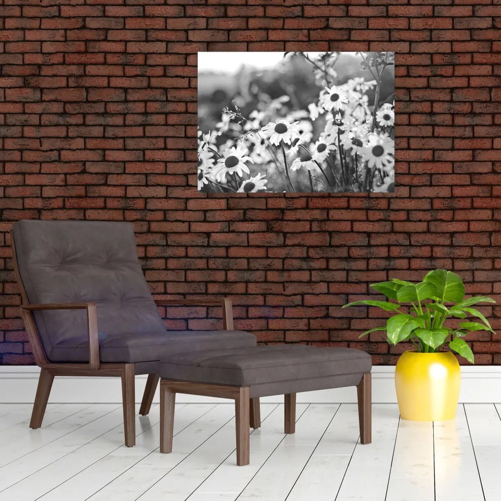 Obraz - Kopretiny (70x50 cm)