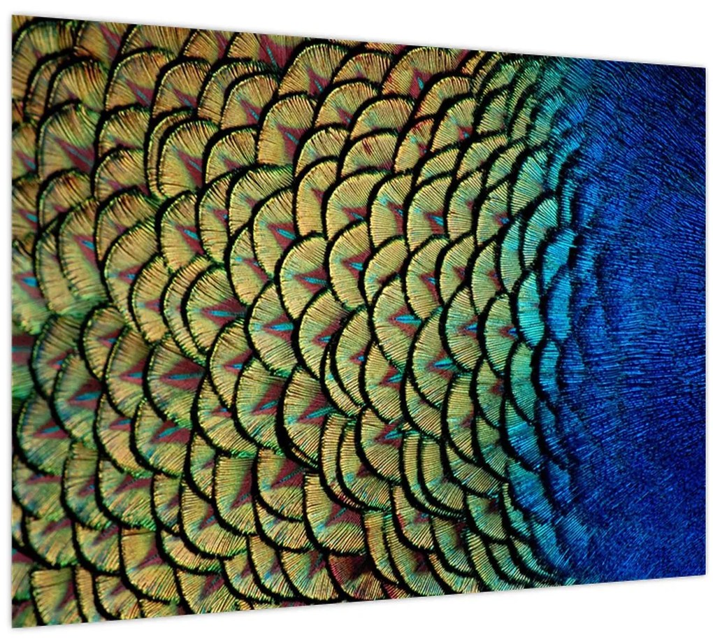 Obraz - Pávie perie (70x50 cm)