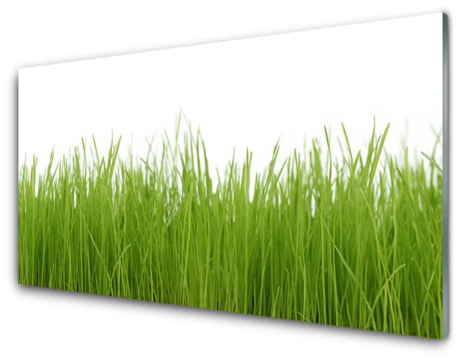 Obraz plexi Tráva rastlina príroda 100x50cm