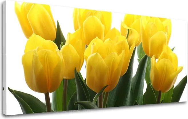 Obraz na stenu Panoráma KVETY XOBKV141E13 - 40x80 cm