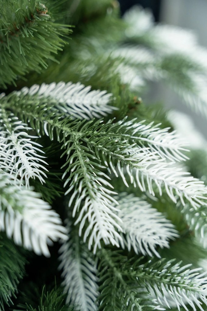 Limpol Vianočný stromček Kanadská biela borovica Výška stromčeka: 170 cm