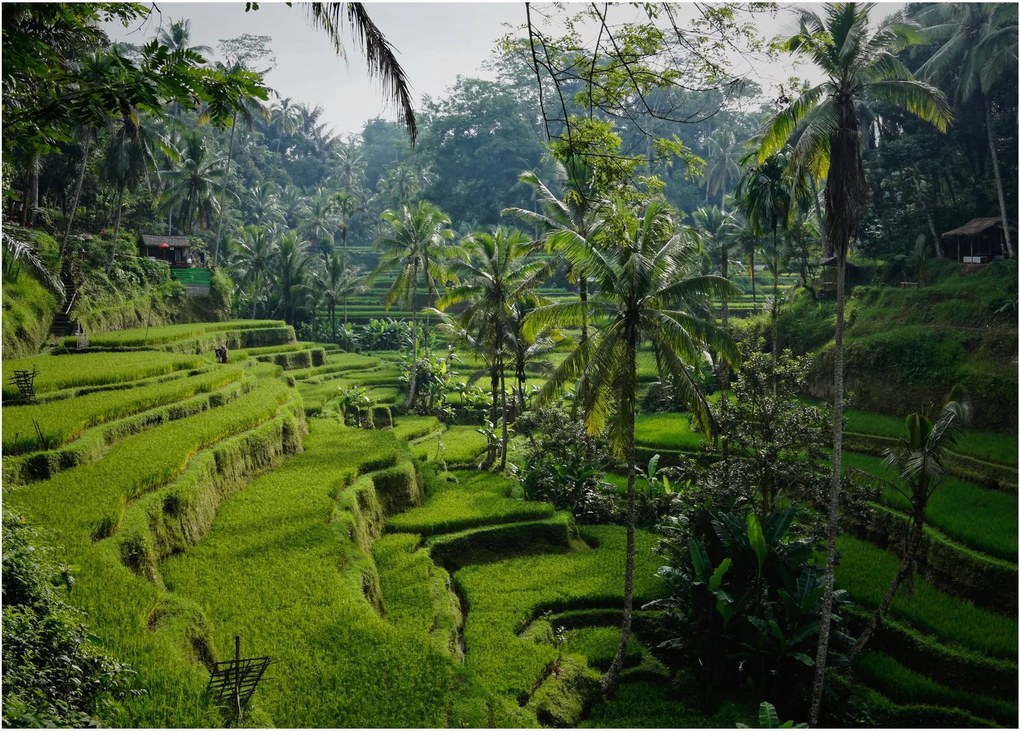Obraz ryžových terás Tegalalang, Bali (70x50 cm)