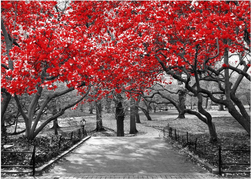 Sklenený obraz - Červené stromy, Central Park, New York (70x50 cm)
