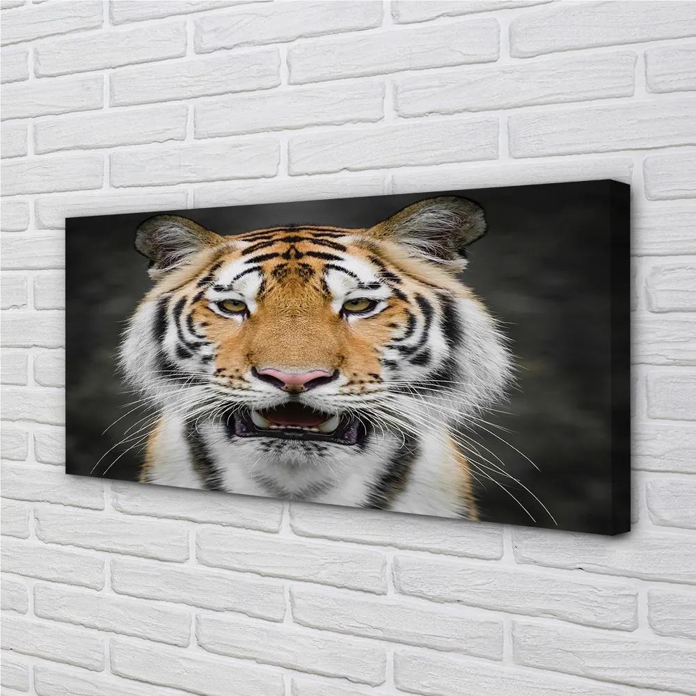 Obraz na plátne tiger 125x50 cm
