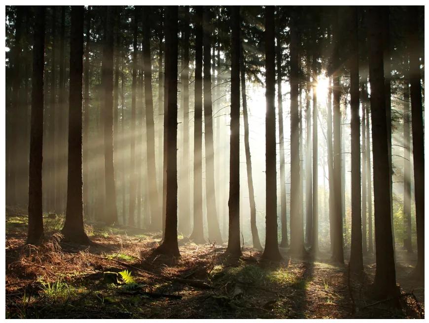 Artgeist Fototapeta - Coniferous forest Veľkosť: 294x231, Verzia: Samolepiaca