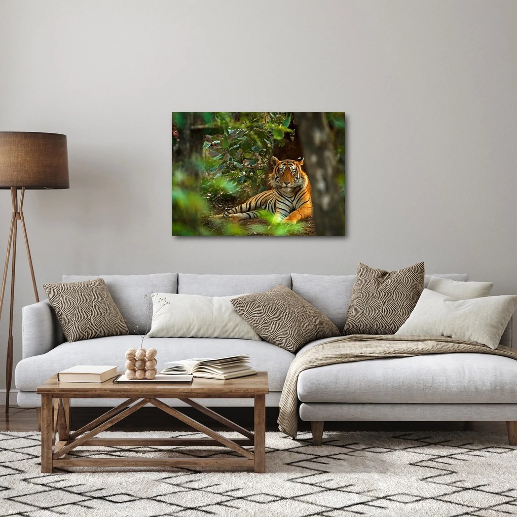 Obraz odpočívajúceho tigra (70x50 cm)