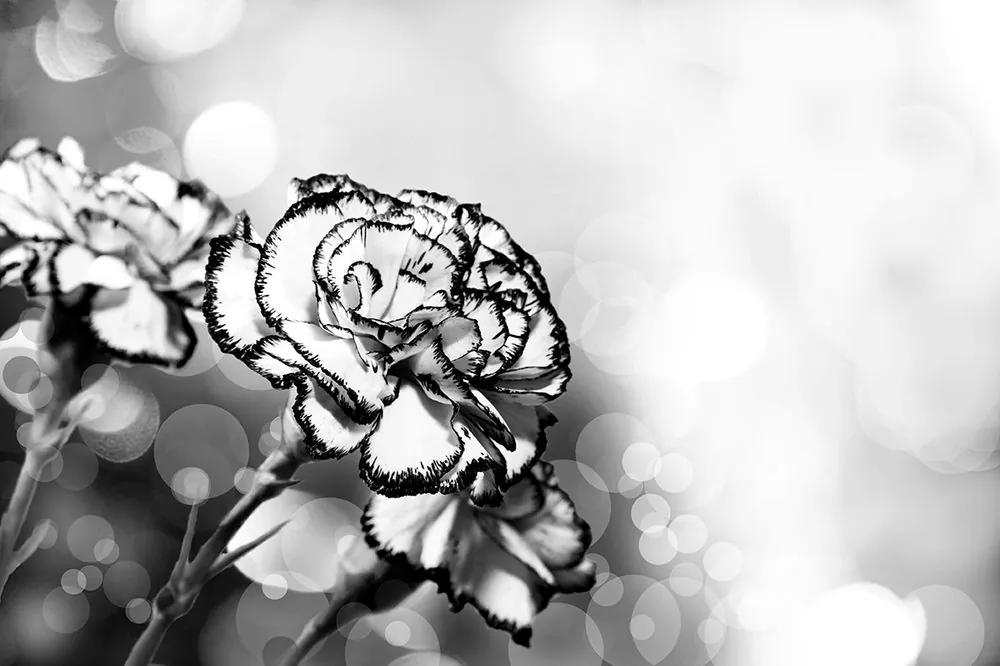 Tapeta romantický kvet karafiátu v čiernobielom prevedení