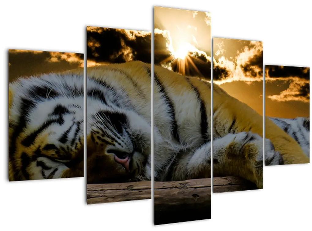 Obraz spiaceho tigra (150x105 cm)