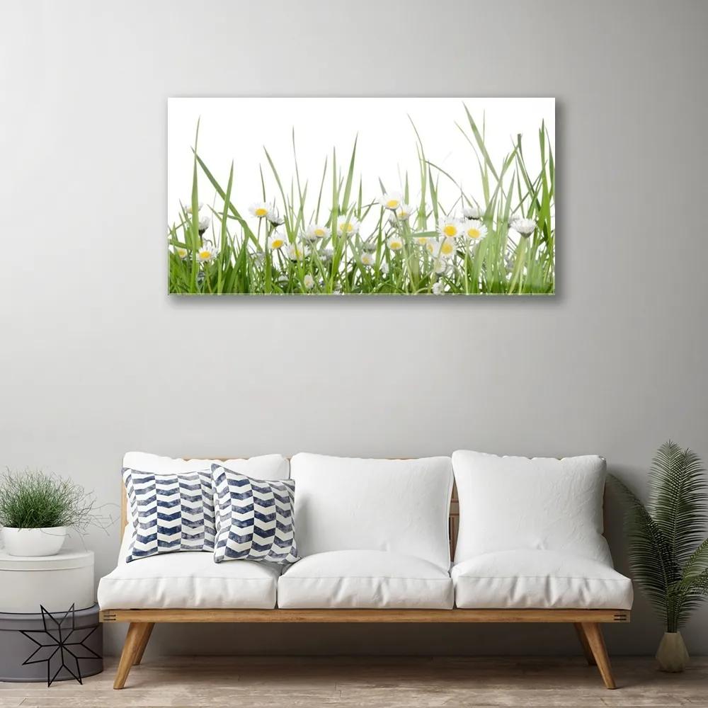 Obraz na akrylátovom skle Tráva sedmokrásky príroda 100x50 cm