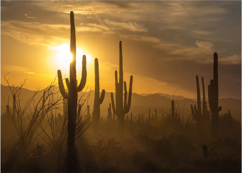 Obraz - Kaktusy Saguaro (70x50 cm)