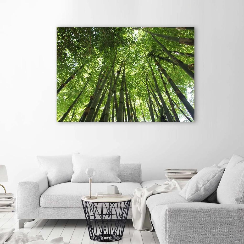 Gario Obraz na plátne Vrcholy bambusov Rozmery: 60 x 40 cm