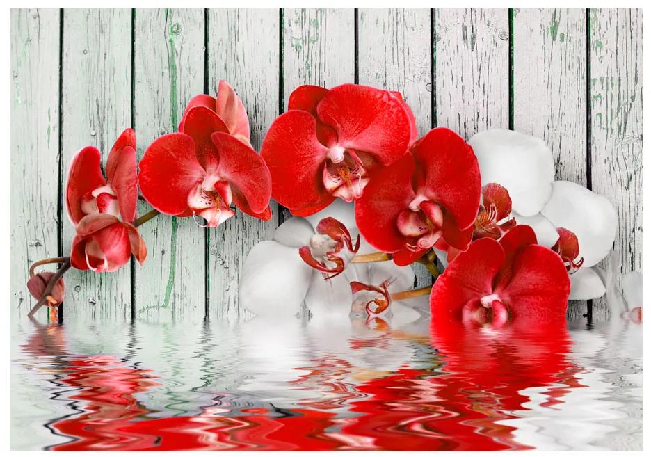 Artgeist Fototapeta - Ruby orchid Veľkosť: 100x70, Verzia: Premium