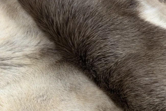 Koberec RENIFER POK017 sivý / biely