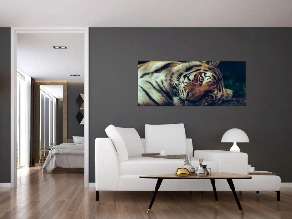 Obraz - Tiger Sibírsky (120x50 cm)