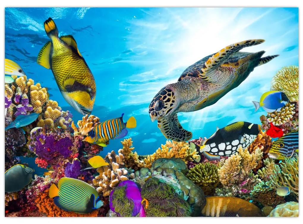 Sklenený obraz koralového útesu (70x50 cm)