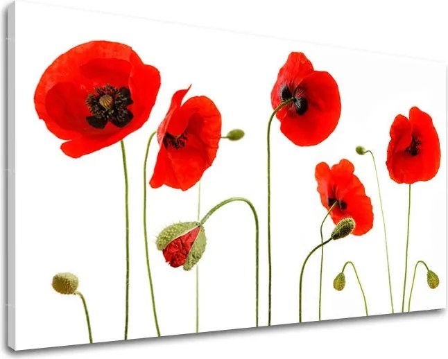 Obraz na stenu KVETY MAKY XOBKV117E11 - 20x30 cm
