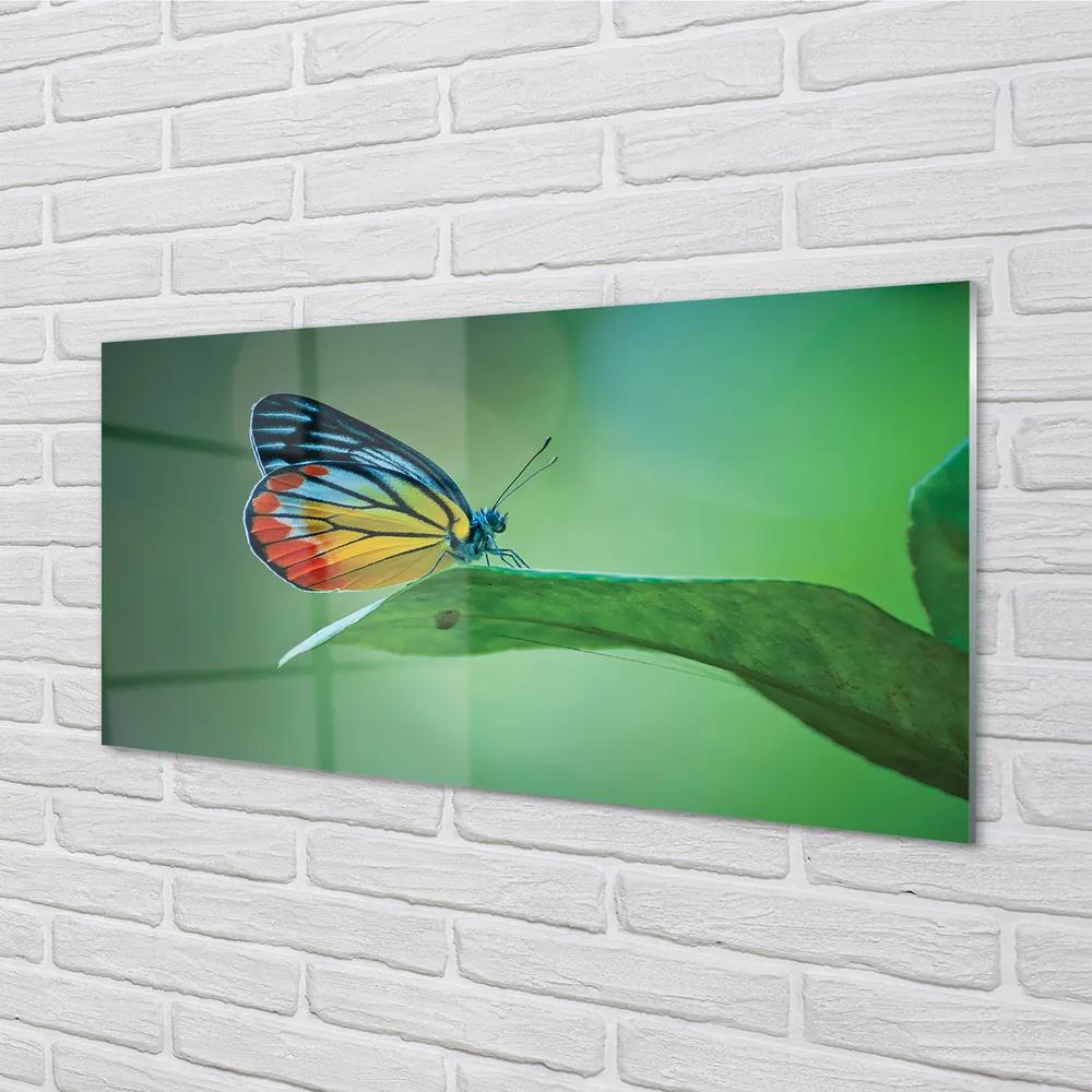 Obraz na akrylátovom skle Farebný motýľ krídlo 140x70 cm