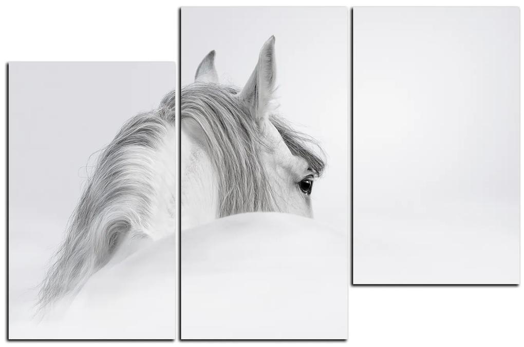 Obraz na plátne - Andalúzsky kôň v hmle 1219D (120x80 cm)