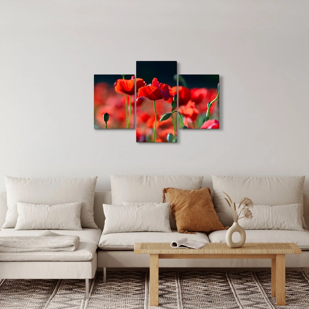 Obraz - vlčie maky (90x60 cm)