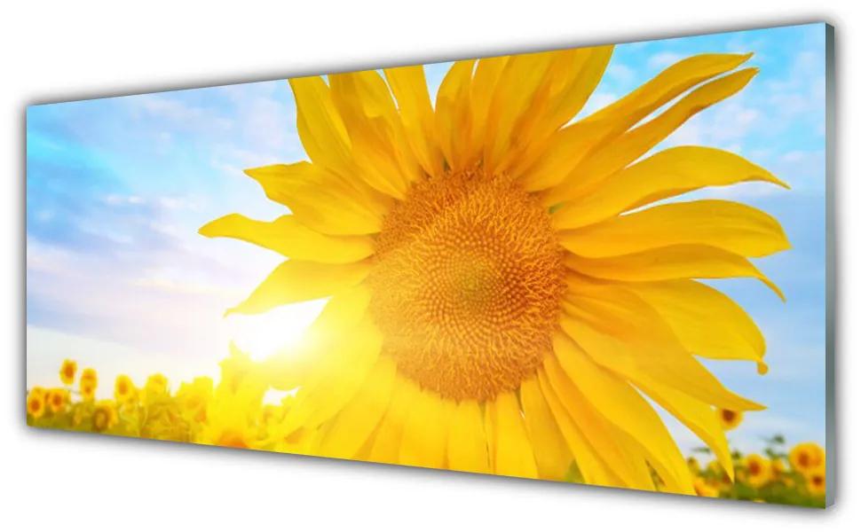 Obraz plexi Slnečnica kvet slnko 125x50 cm