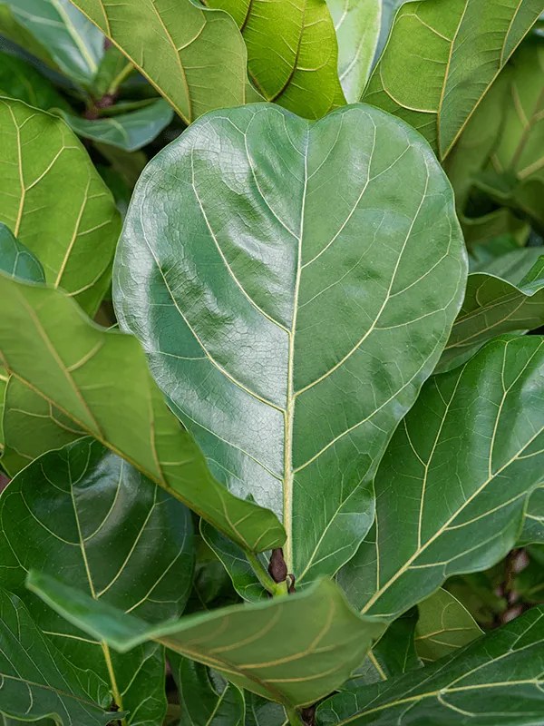 Ficus lyrata stem Pots. 34x160 cm