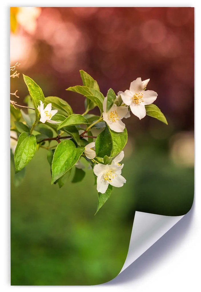 Gario Plagát Jasmínové kvety Farba rámu: Bez rámu, Rozmery: 20 x 30 cm